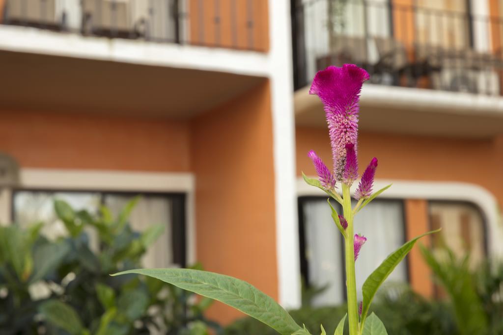 Flamingo Vallarta Hotel & Marina Пуерто Валярта Екстериор снимка